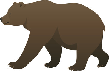 Color vector illustration of brown bear grizzly standing, walking, side view. Wild animal isolated on white background. Wildlife of North America.
