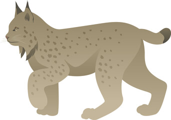Color vector illustration of lynx standing, walking, side view. Wild cat family animal isolated on white background. Wildlife of North America or Canada.