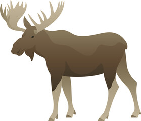 Color vector illustration of moose standing, walking, side view. Wild animal with big antlers isolated on white background. Forest wildlife.