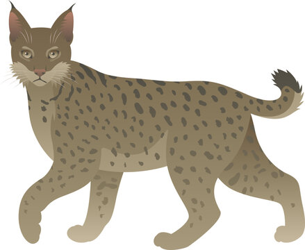 recommend clip art: Color vector illustration of bobcat standing, walking, side view. Wild cat family animal isolated on white background. Wildlife of North America.