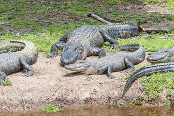 Alligators on shore of bayou laying in sun