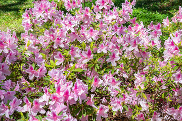 Beautiful pink and white azaleas blooming in spring garden - 769934760