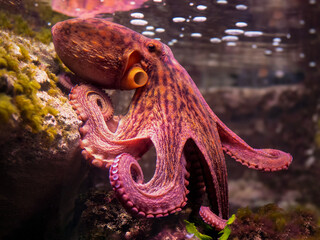 A reddish-brown octopus on a rock © Costy