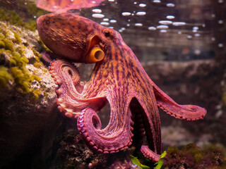 A reddish-brown octopus on a rock
