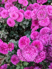pink and purple chrysanthemum flower