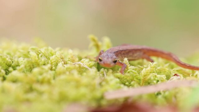 Lissotriton vulgaris, smooth newt animal walking on moss in early spring season. Macro Czech animal amphibian background