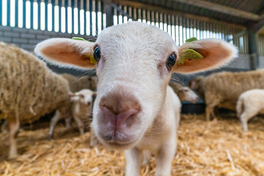 Young little lamb at the farm stables, wide angle cute photo