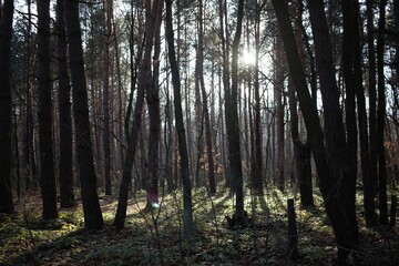 Obraz premium morning in the forest