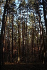 autumn forest in the morning