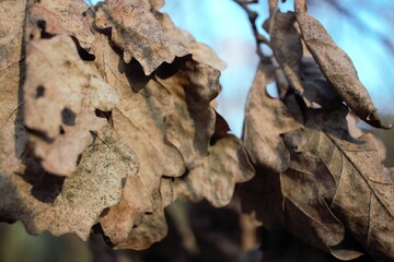 bark of birch