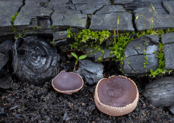 Peziza cup fungus (Peziza lobulata) growing on burnt ground after a forest fire. © Zdenka Kryspínová
