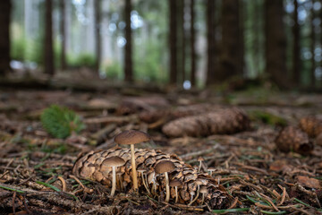 Spring edible mushrooms Sprucecone cap (Strobilurus esculentus) in natural environment