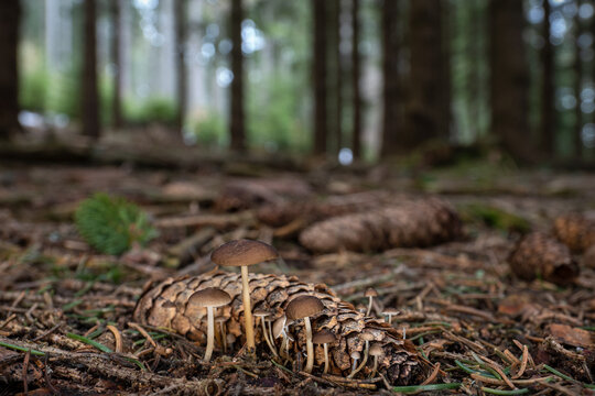 Spring edible mushrooms Sprucecone cap (Strobilurus esculentus) in natural environment