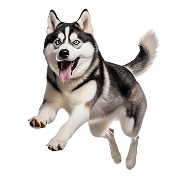 Happy Siberian dog on transparent background PNG