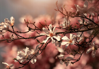 Piękne, białe kwiaty Magnolii gwiaździstej. Tapeta, dekoracja.