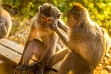 Monkeys in a forest in Bali, Indonesia