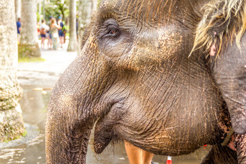 Elephant face in a close