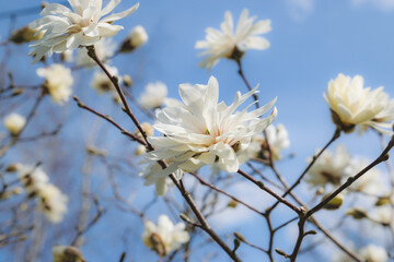 Spring is coming - blooming white Magnolia stellata on a blue sky background.