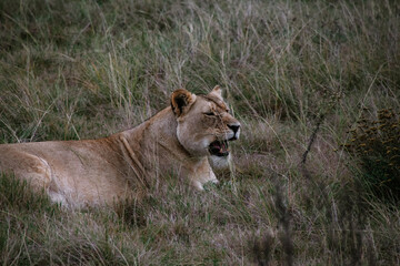 Lioness yawning