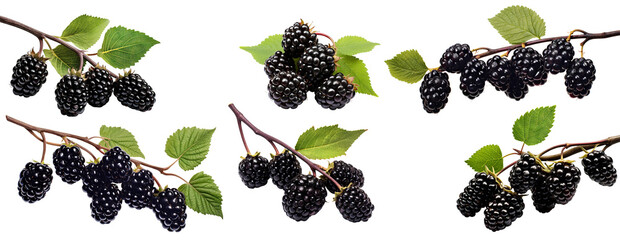 Set of branches of delicious ripe blackberries, cut out - obrazy, fototapety, plakaty