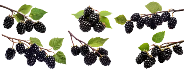 Fototapeten Set of branches of delicious ripe blackberries, cut out © Yeti Studio