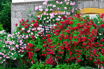 czerwone i różowe róże pnące na ścianie domu, Pink and red climbing roses growing on the wall of the building - obrazy, fototapety, plakaty