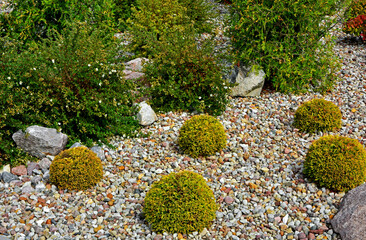 Tuja Golden Globe w żwirowym ogrodzie, żółta tuja kulista i pięciornik krzewiasty (Thuja occidentalis, Dasiphora fruticosa), pebbles bed, Coniferous bushes in a flowerbed are covered with pebbles	
 - obrazy, fototapety, plakaty