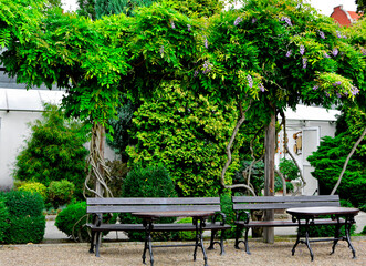 brązowa ławka i stół ogrodowy, kącik wypoczynkowy w ogrodzie pod kwinącymi glicyniami,...