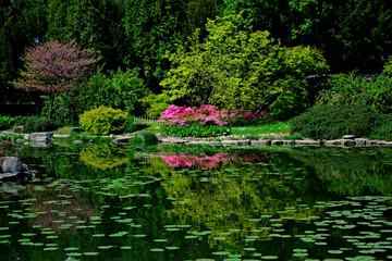 ogród japoński kwitnące różaneczniki i azalie, ogród japoński nad wodą, japanese garden blooming rhododendrons and azaleas, Rhododendron	 - obrazy, fototapety, plakaty