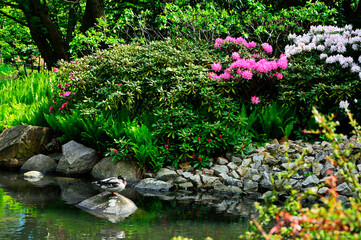 ogród japoński kwitnące różaneczniki i azalie, ogród japoński nad wodą, japanese garden blooming rhododendrons and azaleas, Rhododendron,  japanese garden, designer garden - obrazy, fototapety, plakaty