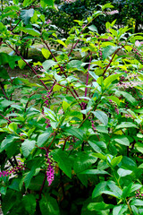 zielone owoce szkarłatki na r&oacute;żowym pędzie, Szkarłatka amerykańska (Phytolacca americana)	