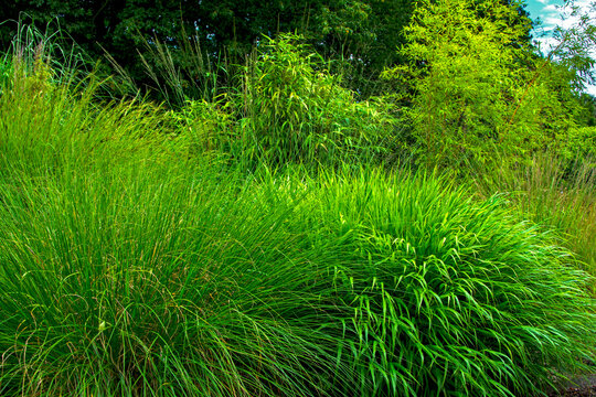 trawy ozdobne w ogrodzie, rabata z traw ozdobnych, fountain ornamental grasses in the garden, ornamental grass bed, hakonechloa and Pennisetum alopecuroides or chinese fountaingrass 
