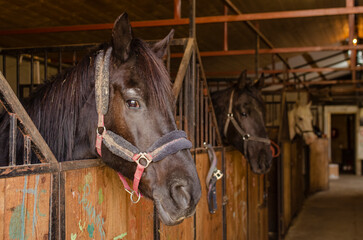 horse portrait, in the stable, headshot, 3 horses in a row