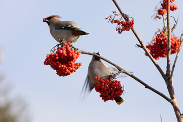 waxwing winter passerine bird feeding on berries