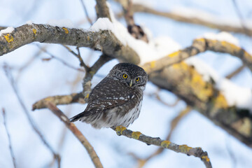 Eurasian pygmy owl sitting on a tree branch in winter day close up - 769946557