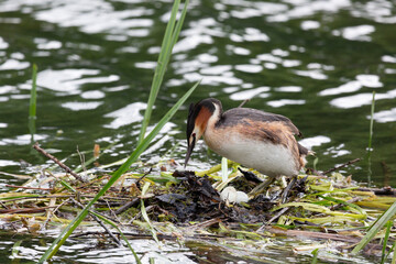 Great Crested Grebe near its nest close up