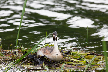 Great Crested Grebe near its nest - 769946562