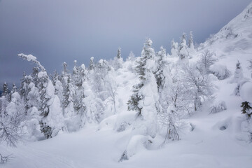 Landscape with winter snow-covered trees. Karelia. Russia
