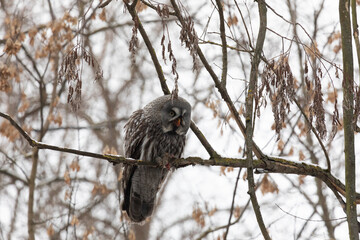 Great gray owl sitting on a tree branch with a caught mouse
