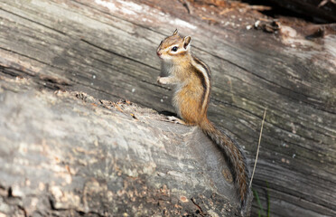 Chipmunk sits on a log close up. Summer day