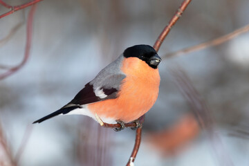 Male bullfinch sits on a tree, close up