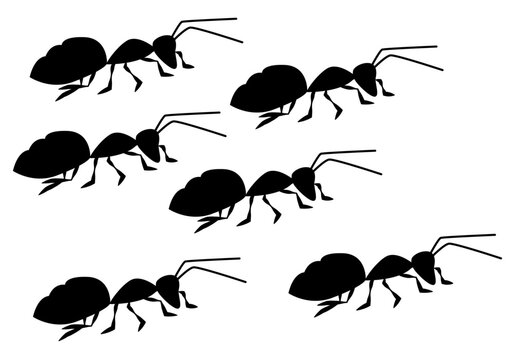 Muchas hormigas negras en fondo blanco.