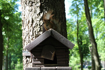 Squirrel on the bird house roof in a city park