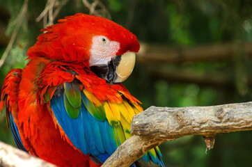 Obraz premium Scarlet Macaw Looking Over Shouler