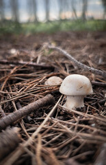 Hongos en bosque