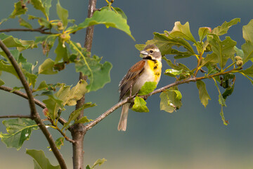 Dickcissel Singing on Branch