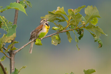 Dickcissel Perched