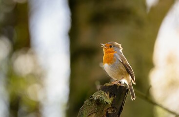 Little Robin in the Sun