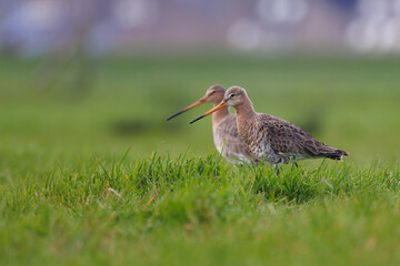 Two black-tailed godwits in the Dutch countryside