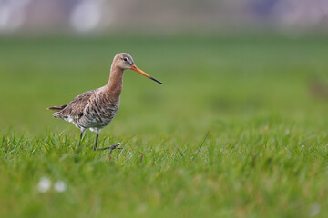 Black-tailed godwit Limosa Limosa bird female foraging in a green meadow